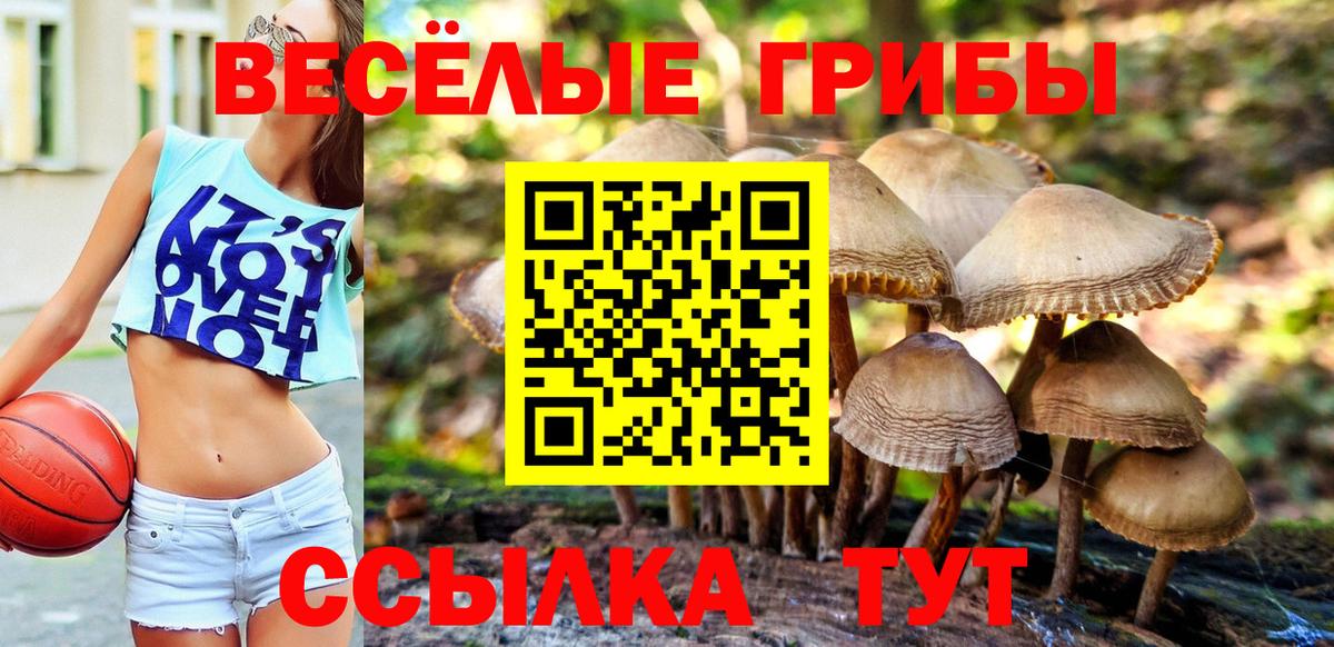 Псилоцибиновые грибы Psilocybe Малгобек